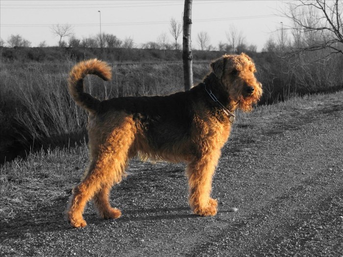 Airedale-Terrier-2